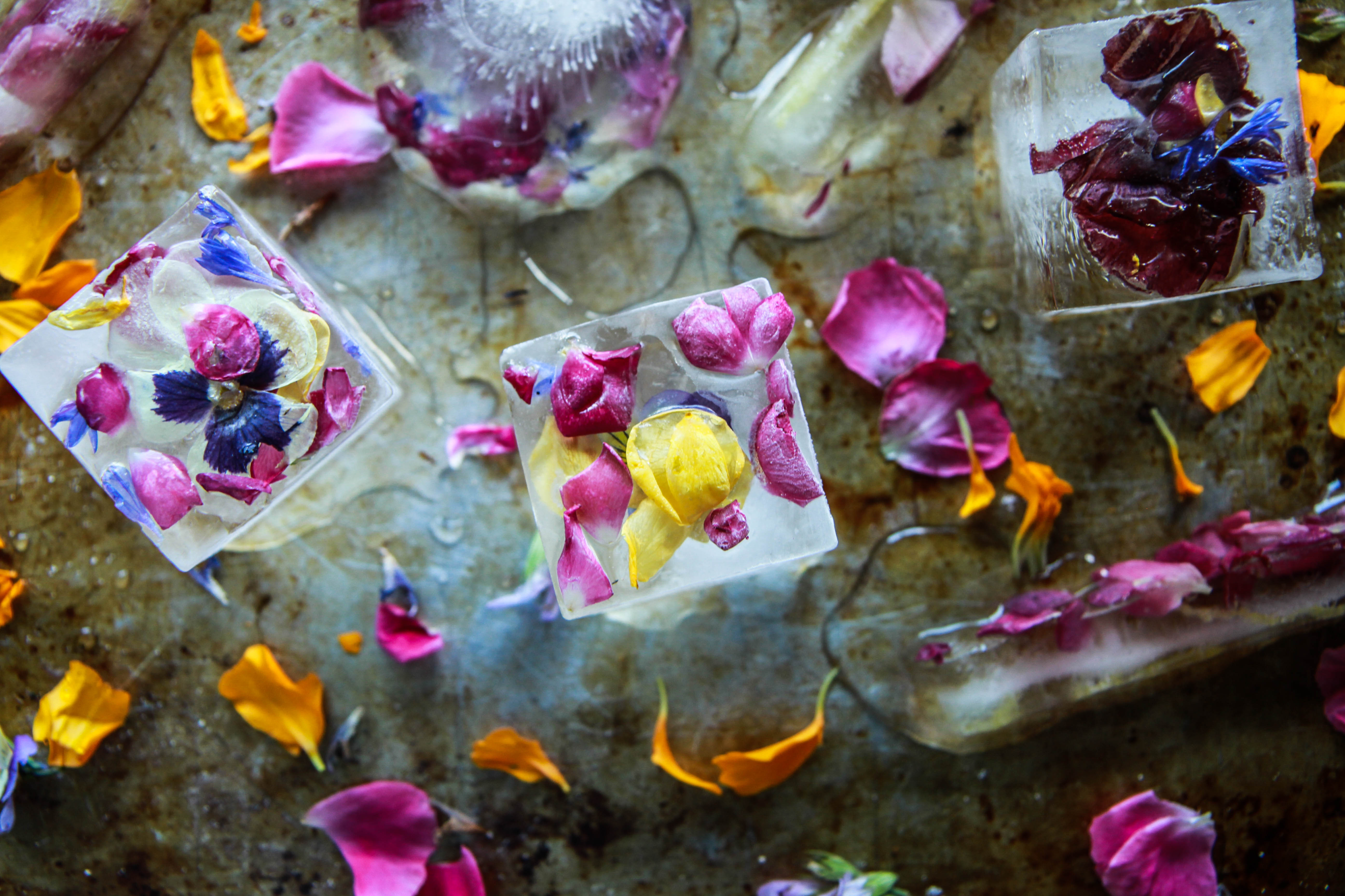 How to Make Edible Flower Ice Cubes - Heather Christo